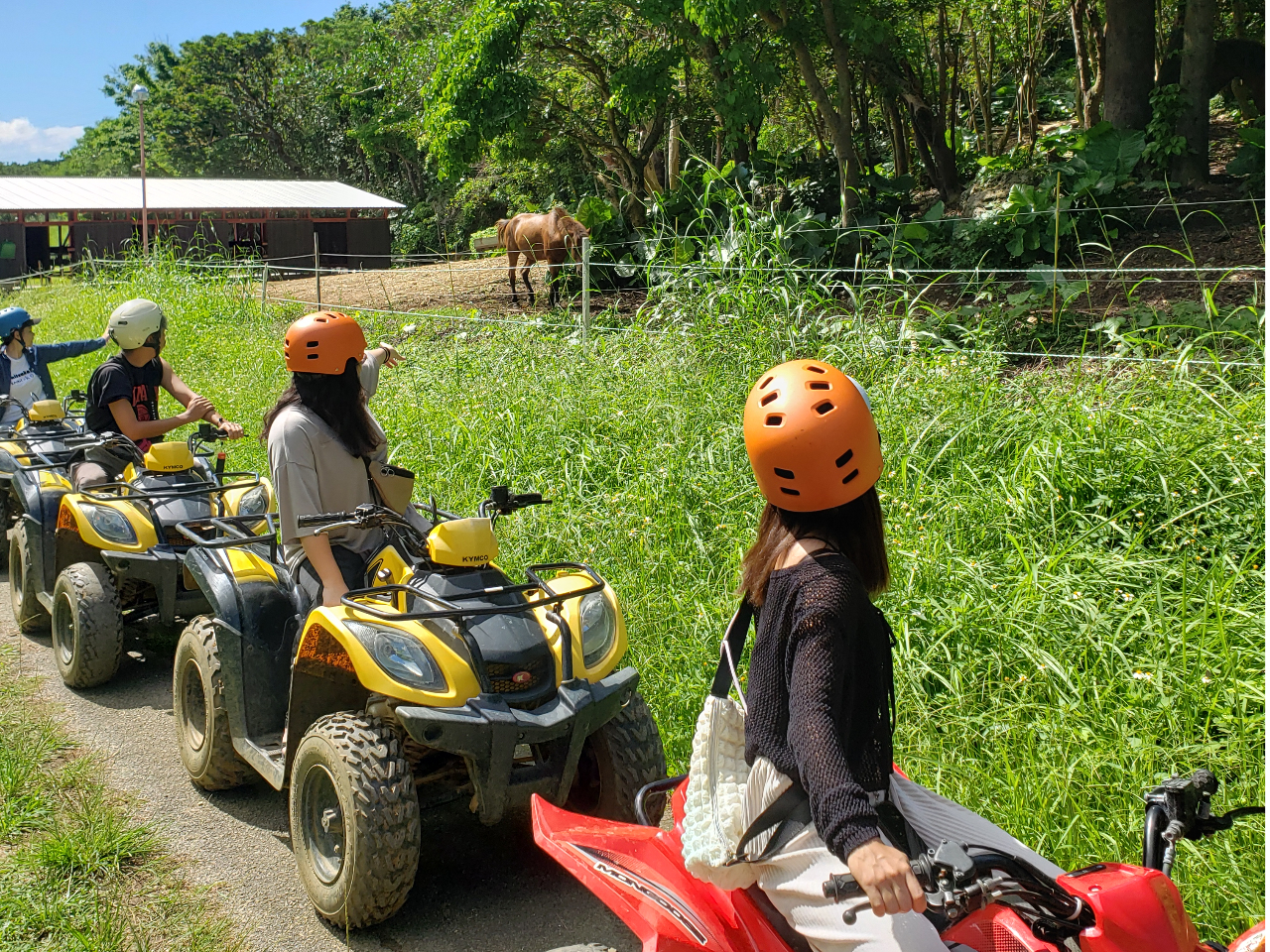 ヨナグニ馬にも出会える!何頭見つけられるかな!?