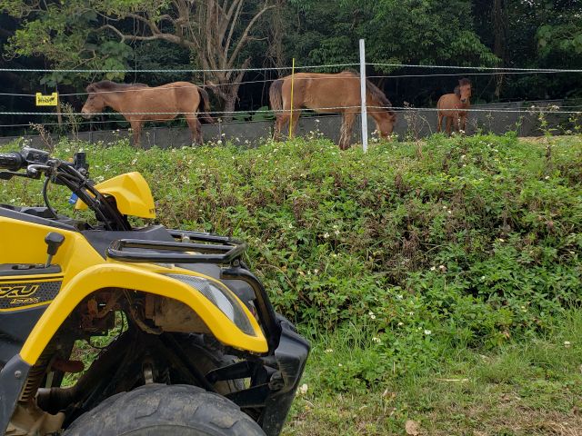ヨナグニ馬もすぐそばで見れるかも!