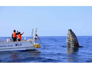 この距離でクジラをウォッチング♪