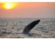夕日はバックに仔鯨が何度もブリーチを繰り返した。