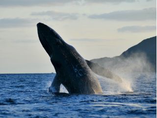 ヘッドスラップ