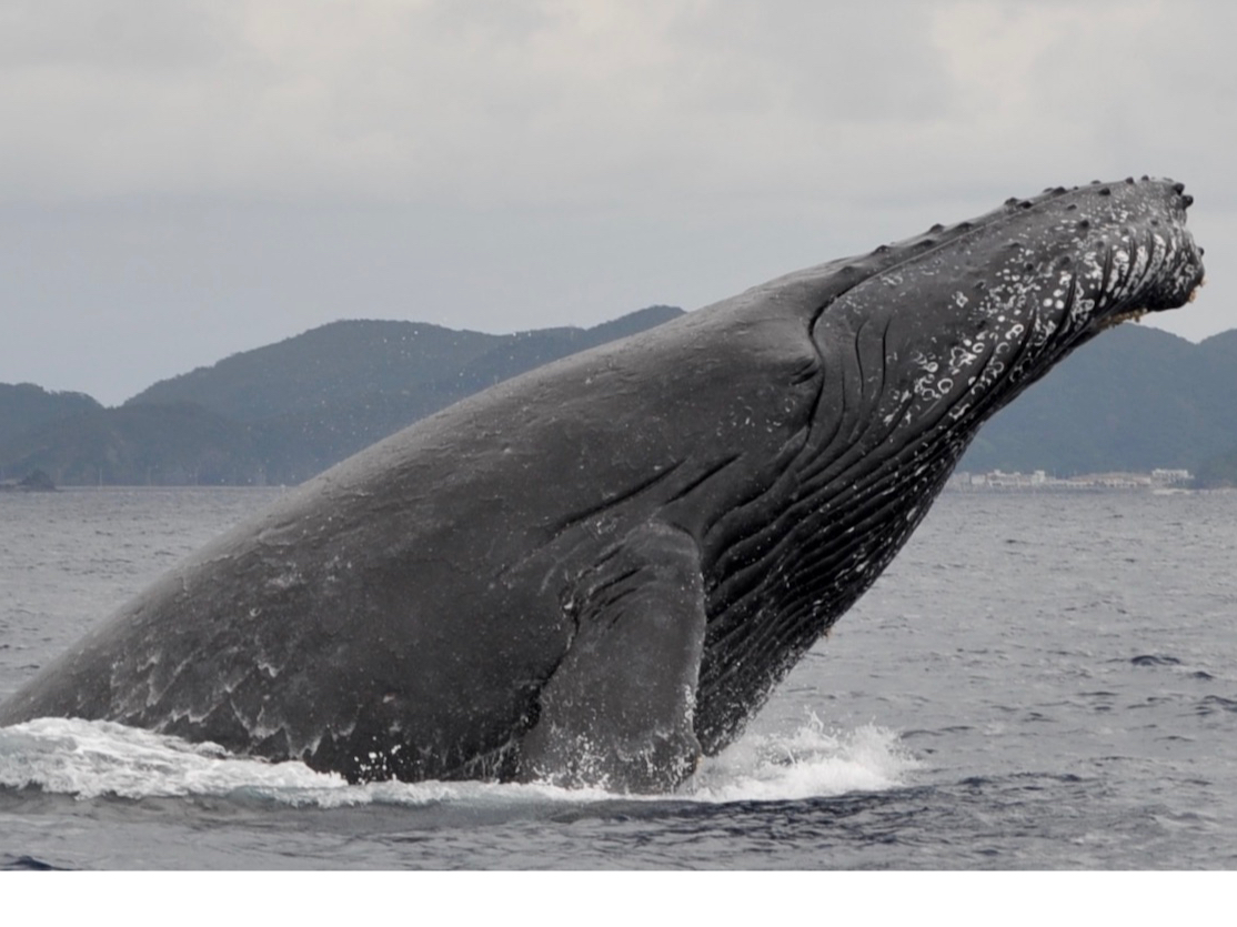 ほぇ鯨 ホエールウォッチングを観光の目玉に…八丈島、AI活用した観察