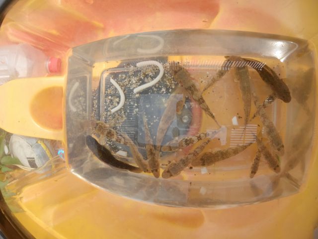 網でハゼを捕まえて、観察してみよう!でも、すばしっこいのでなかなか難しいのです…。