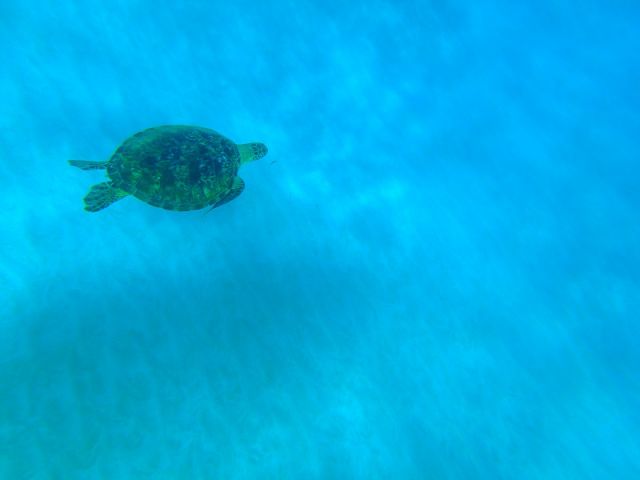 ウミガメを探しに漕ぎ出しましょう。
