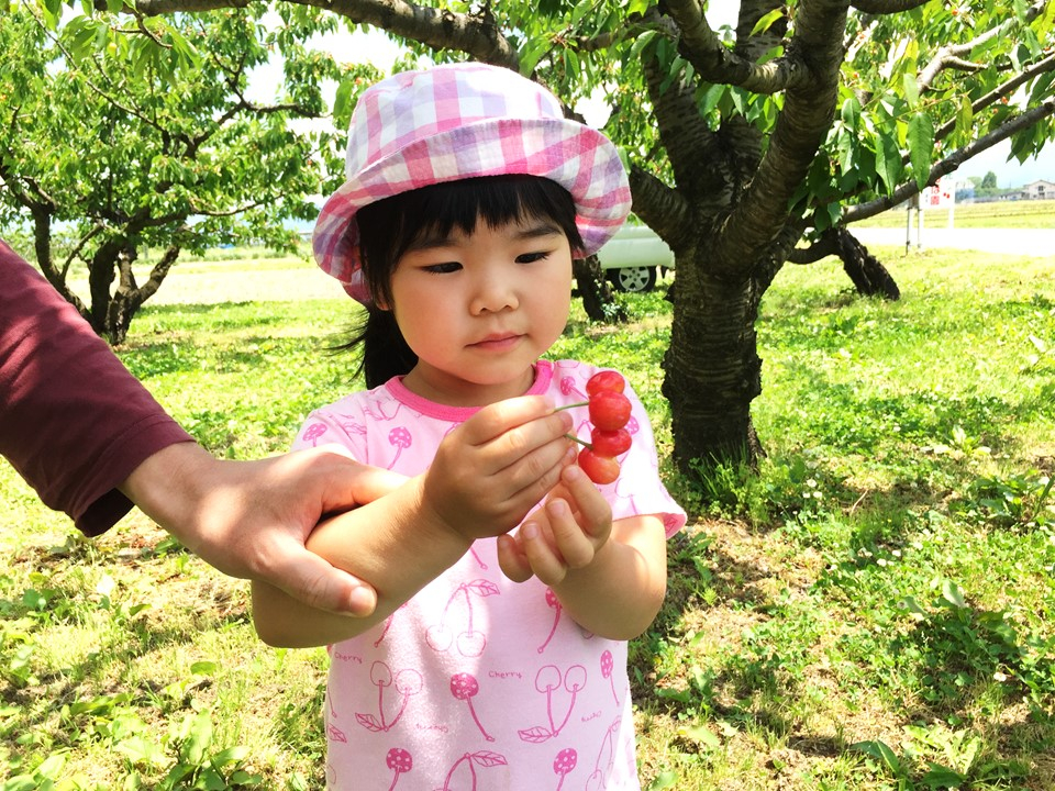 2025年［完熟さくらんぼ］40分食べ放題！ 限定取り放題☆ 広大な農園で