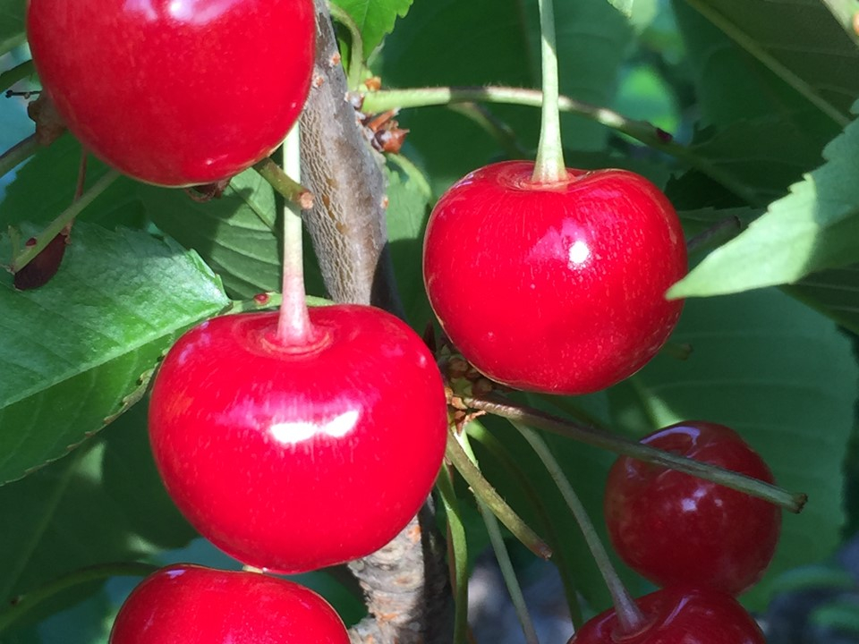 �T�̉�����u���̓���Ԃ������v�����ē��I 200�{�ȏォ��I��ł��������܂���