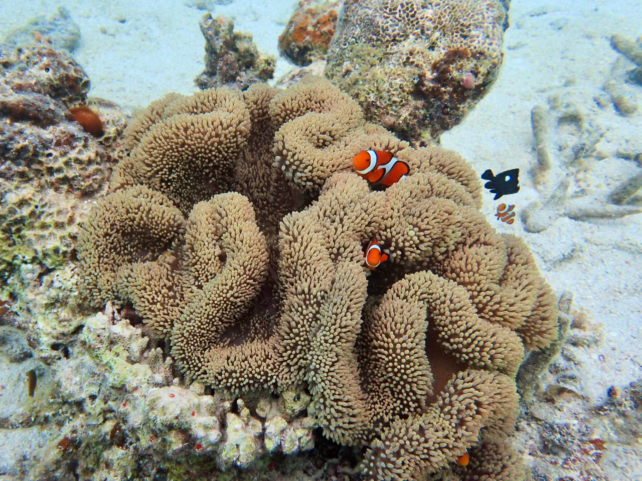 �j���i�J�N���N�}�m�~�j�̃|�C���g������܂���