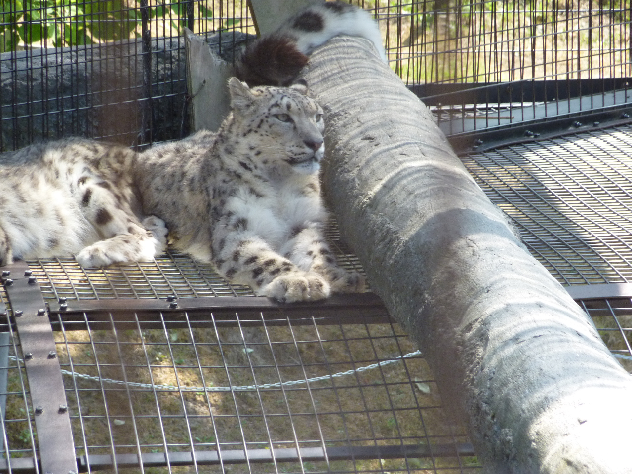 野生顔あふれるユキヒョウは眼光鋭く見つめている