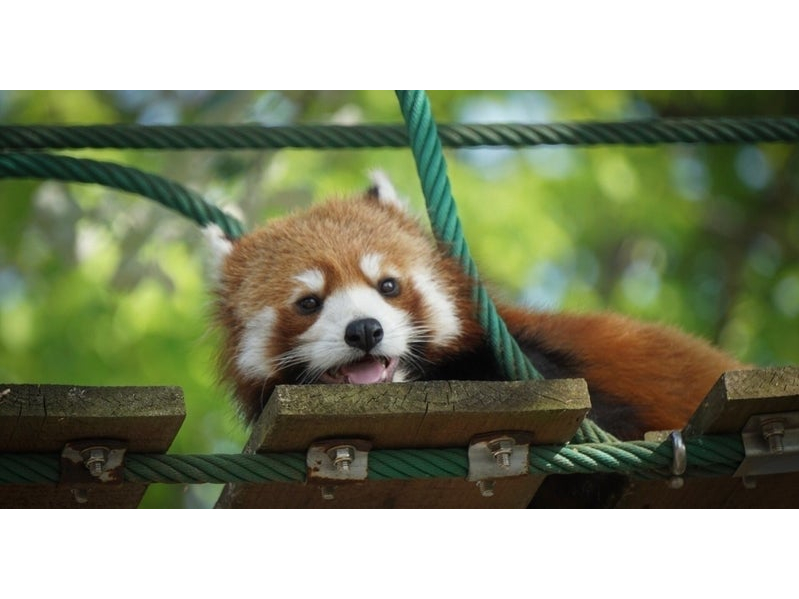 大人気のレスターパンダ。愛嬌たっぷり