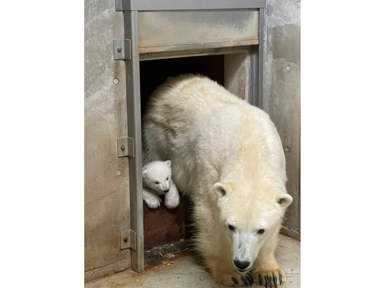 �z�b�L���N�O�}�̐Ԃ���񂪁A�S�O�N�U��ɐ��܂�u�s���J�v�Ɩ��t�����āA���ĉc�Ƃ����ʌ��J���ꑁ�����l�C�҂ɁA�������ł̓O�b�Y�ɂ��͂�����B