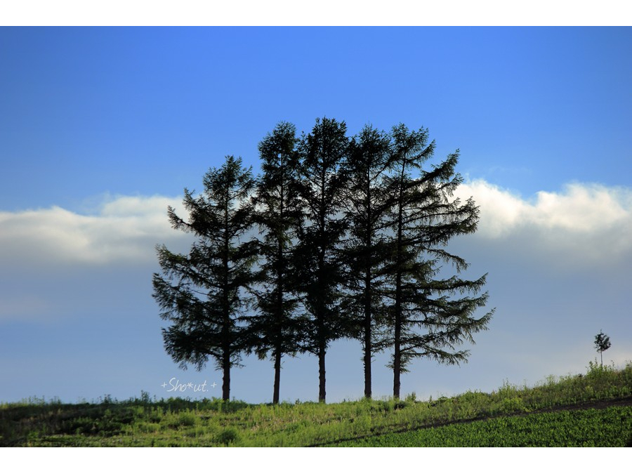 JAL�̐擾��CM�ŗ��̃����o�[���N�p�������ƂŁA������ˑR�u���̖؁v�ƌĂ΂��悤�ɂȂ�A�V���Ȋό��X�|�b�g�ƂȂ��Ă��܂��B