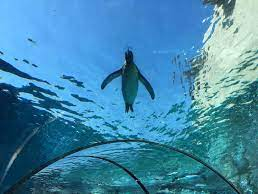 ���R�������̐l�C�ҁB�����g���l����ʂ�Ɠ���Ƀy���M�������Ō����鎖����A���ԃy���M���ƈٖ������܂����B