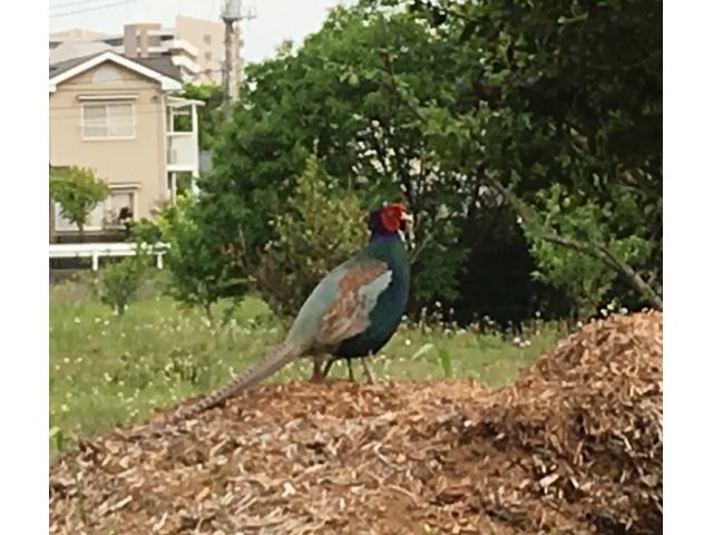 自然と共生した農園ですので、野生のキジがお散歩しているのを見かけることもあります。