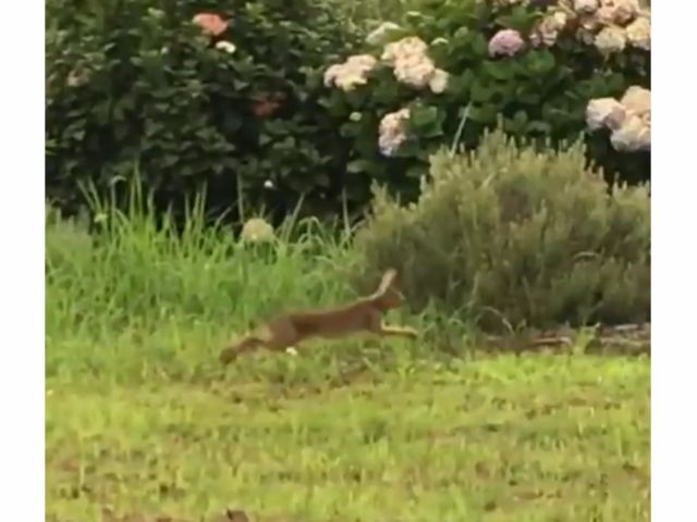 タイミングが良ければ野生のウサギに出会えるかも!?