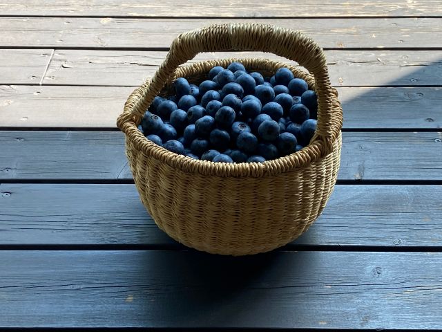 ブルーベリーのシーズンはブルーベリー狩りも一緒に楽しめます♪