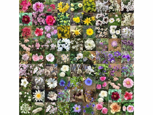 園内およびイングリッシュガーデンには四季折々の花が咲いております。