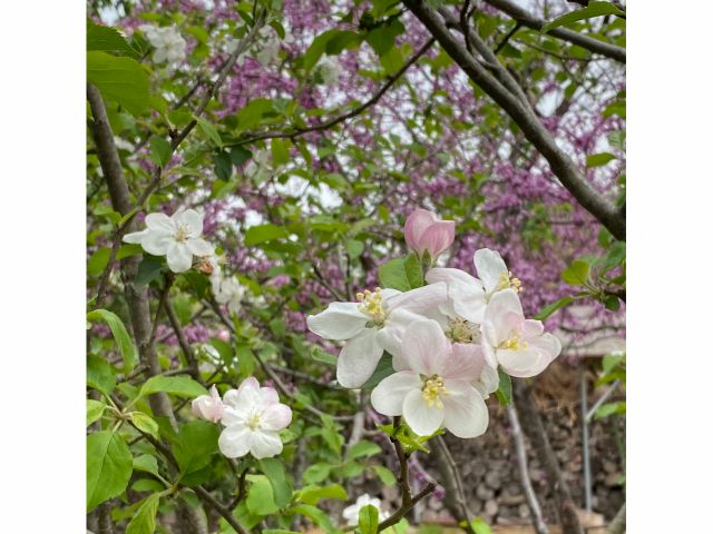園内では無農薬のブルーベリーのほか無農薬のプラムやりんごも育てています(写真はりんごの花)。