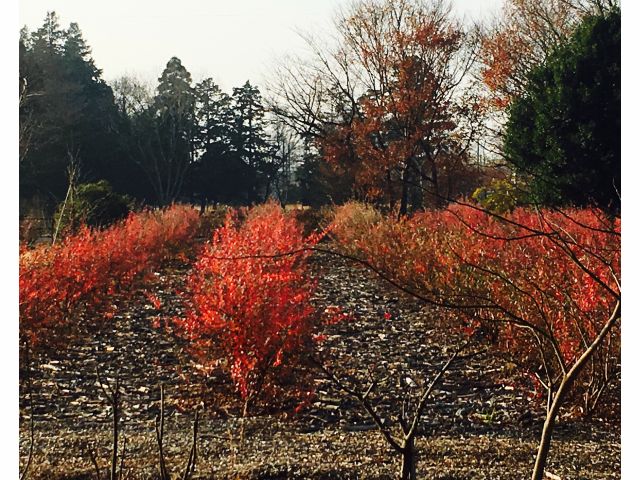 晩秋から初冬にかけてはブルーベリーの紅葉が見事です。