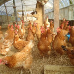 安曇川の水と地元産の飼料米やお豆腐屋さんのおからを餌の中心にして自家配合しています♪