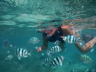 餌付けをするとさらに近くで観察できます♪