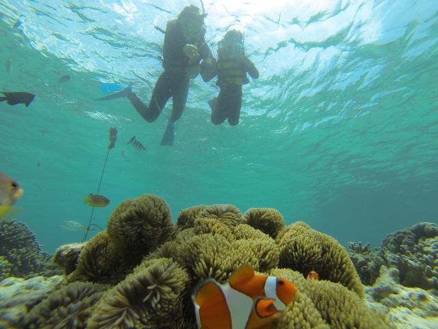 大人気のニモ発見の瞬間(笑)
ニモの名前は「カクレクマノミ」といいます!