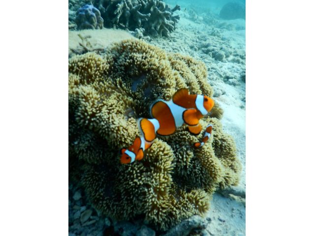 スキンダイビングで近くまで!