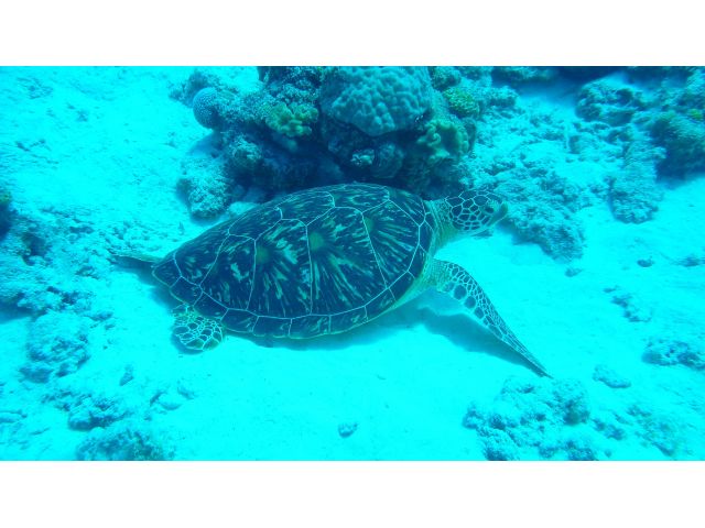 運が良ければ海ガメに遭遇!
一緒に泳ぐことも!