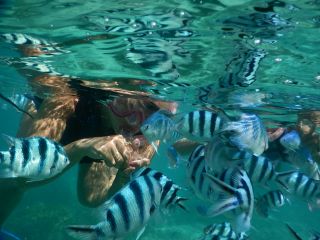 たくさんの珊瑚はもちろん、たくさんの魚も出迎えてくれます♪