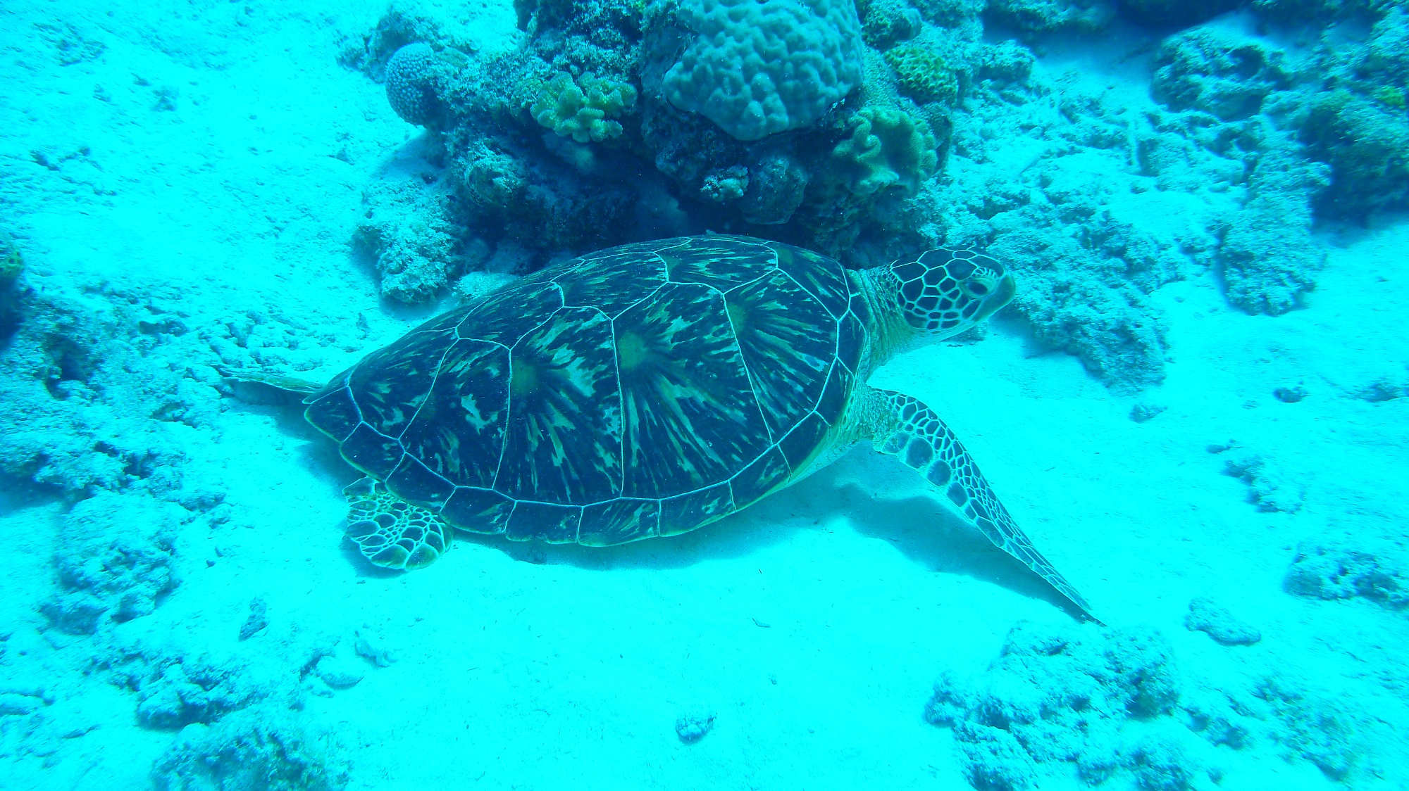 海ガメとの遭遇も高確率!