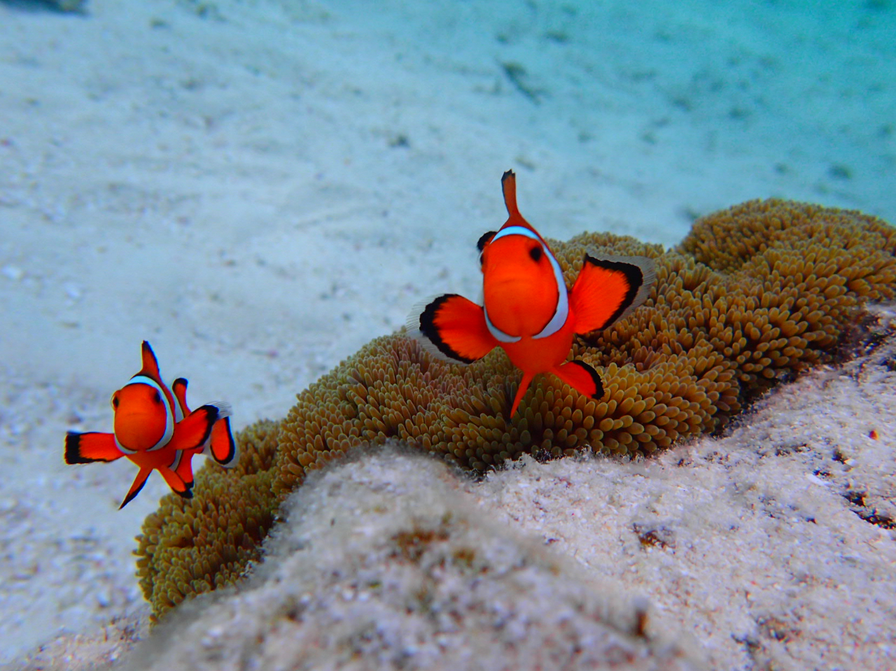 �j���ɉ�ɍs�����I