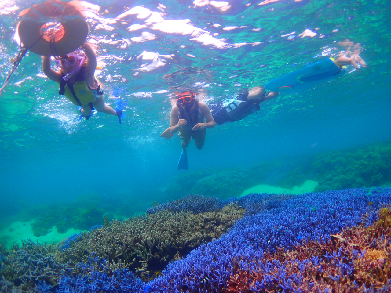 �T���S�̏����ł�݂����I