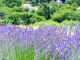 大石公園のラベンダーも見ものです。