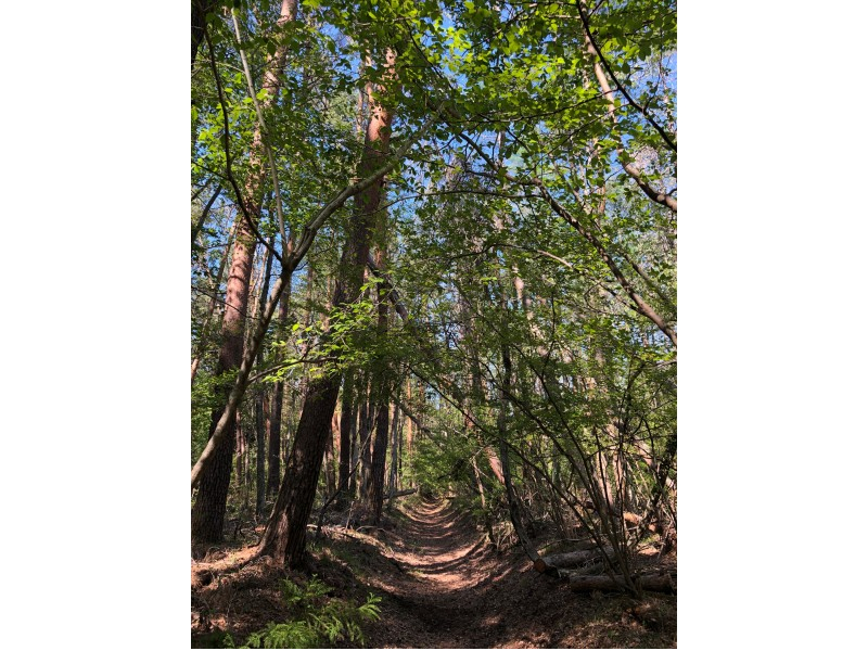 ⃁CȂ̂ŃICVCƂy߂܂I