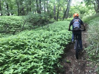 富士山の自然を満喫!