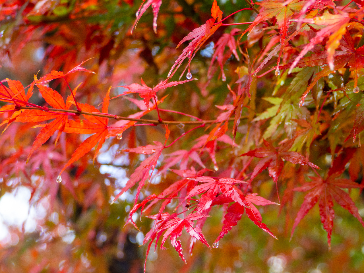 11�����{����g�t�Ղ���J�Â���܂��B