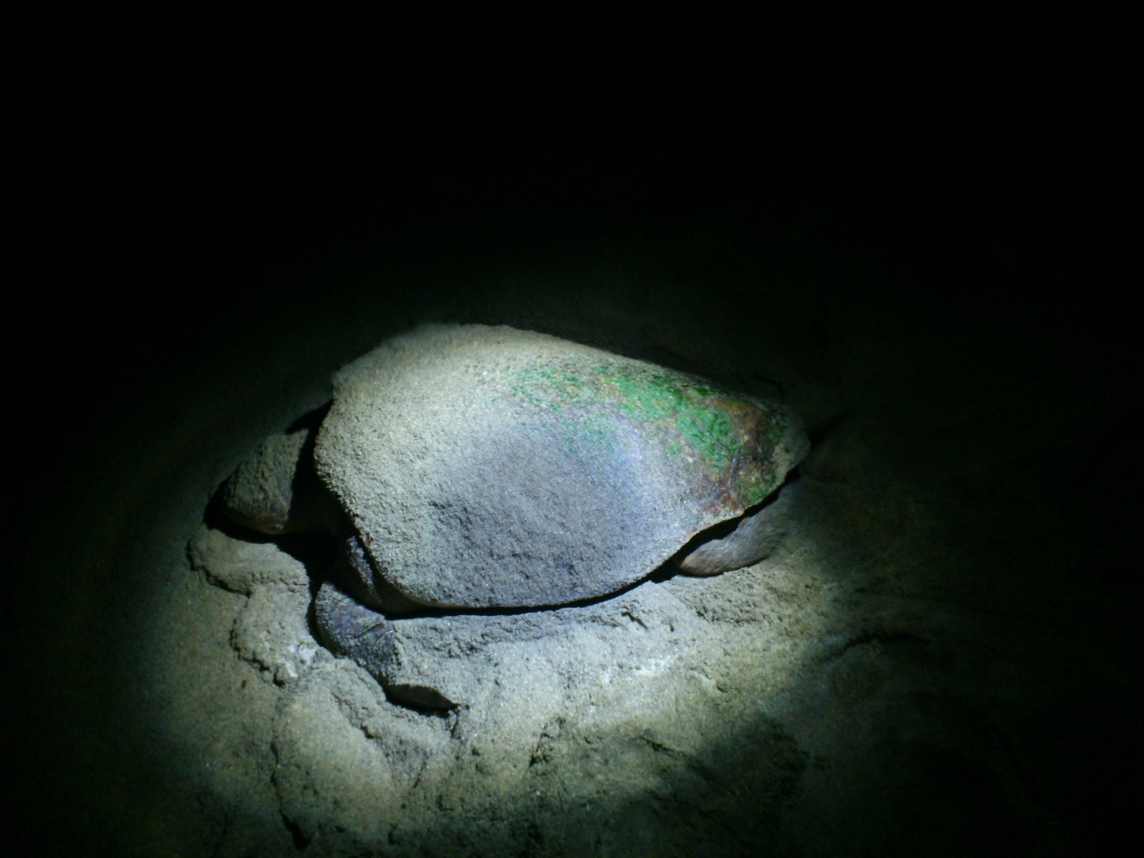 アカウミガメ産卵上陸日本一の地、屋久島。
5月中旬から7月末迄は産卵、8月初めから9月中旬迄は仔ガメの孵化。
生命の神秘を保護監視員と体験するツアーです(アオウミガメも上陸します)。