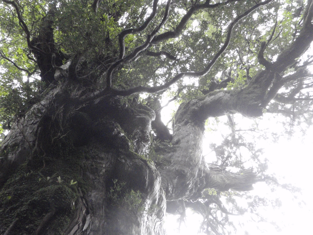 樹齢2,500年の大屋久杉