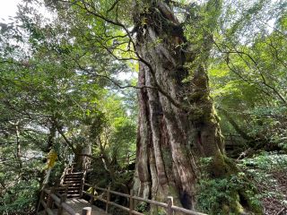 大屋久杉 紀元杉