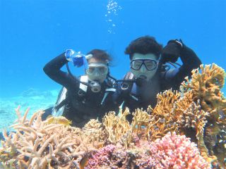 阿嘉島周辺、抜群の透明度と元気なサンゴ達とダイビング!