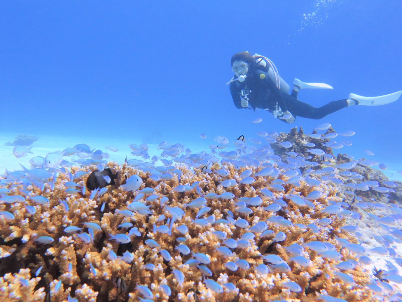 ̌_CrOɉfʐ^̓Xg[WAoɂċL܂IDȎʐ^_E[h܂I