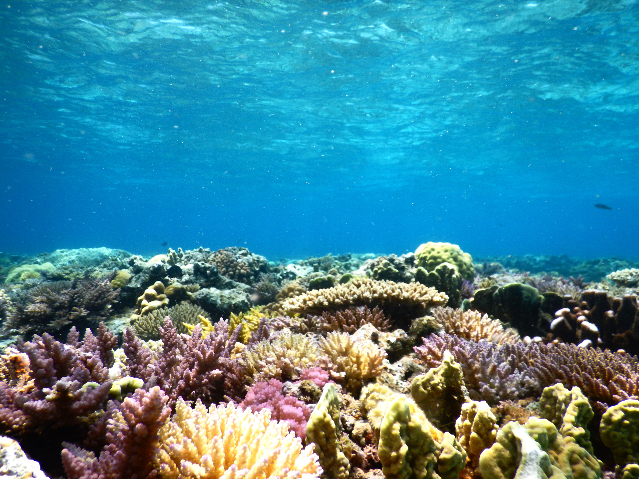 MARINE LINK FOR DIVERS�̎ʐ^3