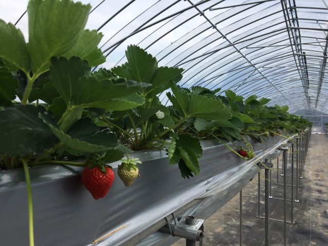 夏じゅう開催 いちご狩り ふらのジャム園 有 共済農場 じゃらん遊び体験 夏じゅう開催 いちご狩り ふらのジャム園 有 共済農場 じゃらん遊び体験