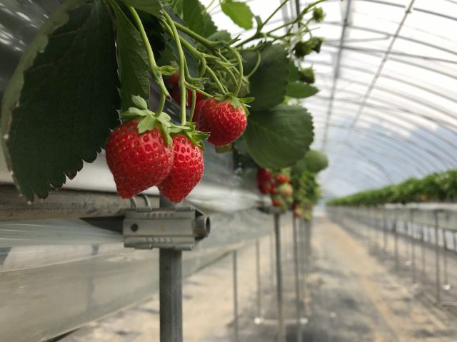 夏じゅう開催 いちご狩り ふらのジャム園 有 共済農場 じゃらん遊び体験 夏じゅう開催 いちご狩り ふらのジャム園 有 共済農場 じゃらん遊び体験