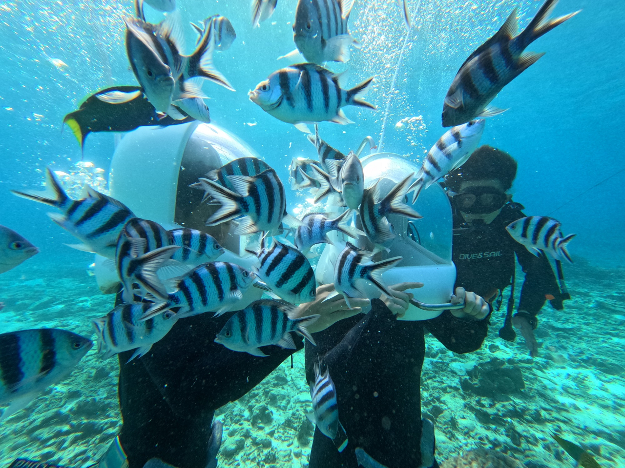たくさんの熱帯魚に出会えます。