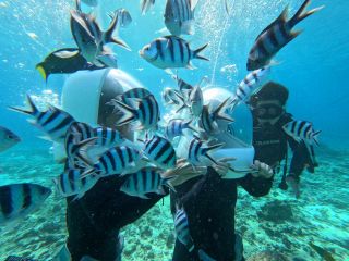 水中散歩シーウォーク、たくさんの熱帯魚に会えます。