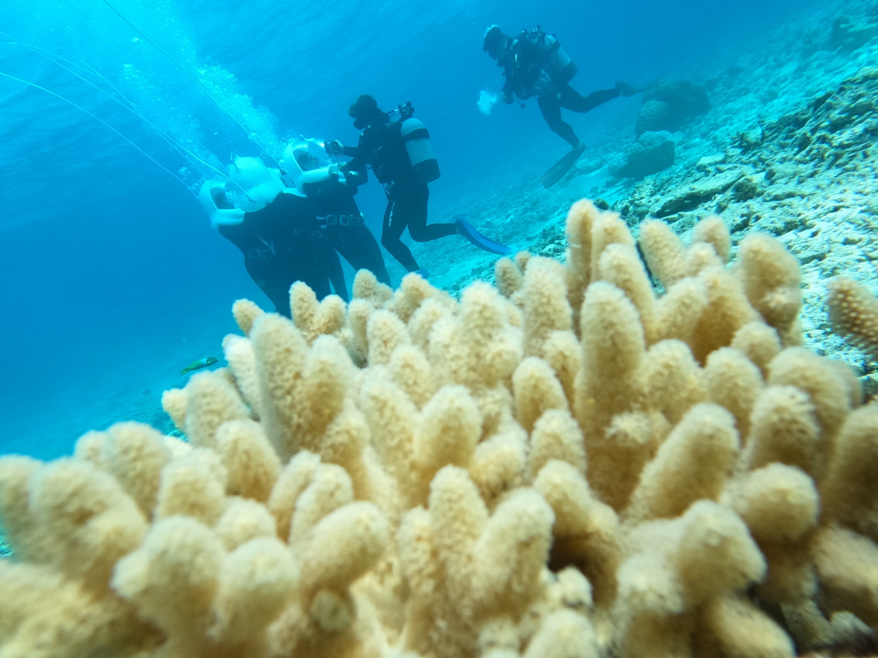 サンゴなどもたくさん見れます。