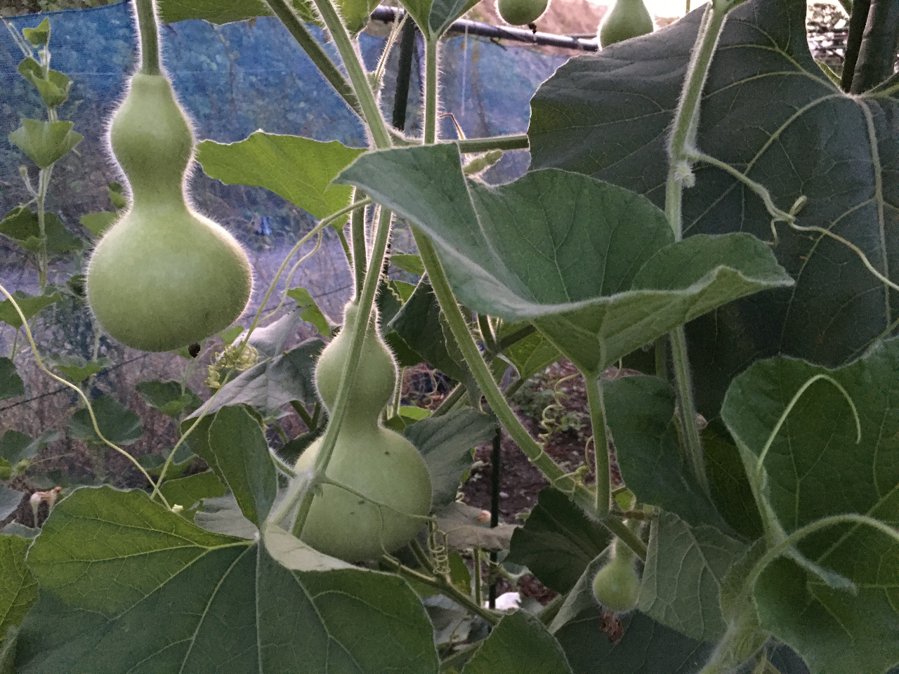 ひょうたんの聖地☆岐阜県養老町でペイントひょうたんランプつくり
