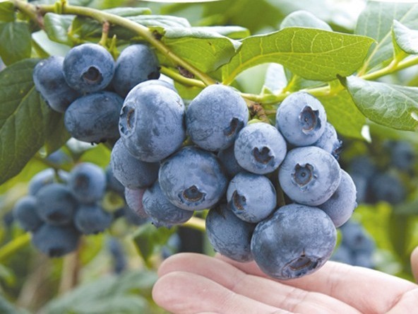 40種類のブルーベリー摘み取り食べ放題 1時間コース 日本一広大なブルーベリー畑で満腹に 無農薬栽培 ブルーベリージュースつき ファミリーに人気 月山高原 鈴木農園 じゃらん遊び体験