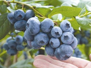 大味にならず芳醇な味わいが特長で、有機栽培によって安心安全な「生食でおいしい」ブルーベリー♪