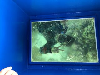 シュノーケルポイント・希少サンゴ・クマノミ